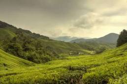 Cameroun coffee raw