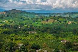 Colombia coffee raw