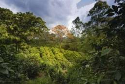 Costarica coffee raw
