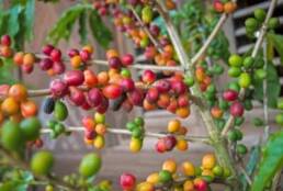 Domingo coffee raw