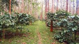 India coffee raw