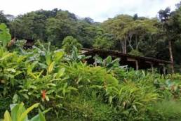 Nicaragua coffee raw