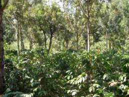Papua coffee raw