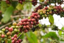 Vietnam raw coffee