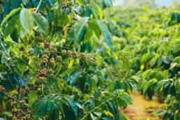 Vietnam raw coffee