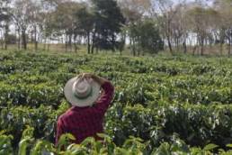 Indonesia coffee raw