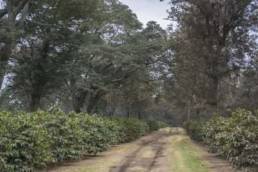 Tanzania coffee raw