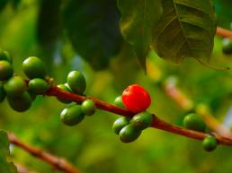 Kaffee Pflanze