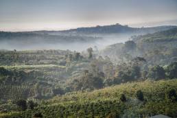 Kaffee-Plantage Vietnam